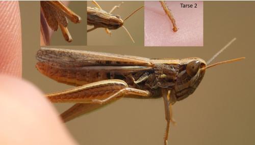 Euchorthippus sp.